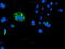 Calcium Modulating Ligand antibody, TA504329, Origene, Immunofluorescence image 