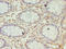 SEC11 Homolog A, Signal Peptidase Complex Subunit antibody, A60830-100, Epigentek, Immunohistochemistry paraffin image 