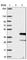 MOS Proto-Oncogene, Serine/Threonine Kinase antibody, HPA040424, Atlas Antibodies, Western Blot image 