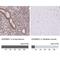 KH RNA Binding Domain Containing, Signal Transduction Associated 1 antibody, NBP2-38645, Novus Biologicals, Immunohistochemistry paraffin image 