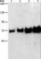 Albumin antibody, LS-C403850, Lifespan Biosciences, Western Blot image 