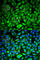 Phosphatidylethanolamine Binding Protein 1 antibody, A0578, ABclonal Technology, Immunofluorescence image 