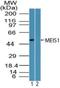 Meis Homeobox 1 antibody, NBP2-24597, Novus Biologicals, Western Blot image 