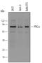 Protein Kinase C Alpha antibody, MAB5340, R&D Systems, Western Blot image 