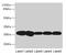 FKBP Prolyl Isomerase 3 antibody, LS-C369632, Lifespan Biosciences, Western Blot image 