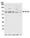 RIC8 Guanine Nucleotide Exchange Factor A antibody, A304-572A, Bethyl Labs, Western Blot image 