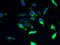 IlvB Acetolactate Synthase Like antibody, A62786-100, Epigentek, Immunofluorescence image 