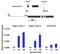 Signal Transducer And Activator Of Transcription 5A antibody, 710094, Invitrogen Antibodies, Chromatin Immunoprecipitation image 