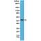 Cyclin B1 antibody, M00745-4, Boster Biological Technology, Western Blot image 
