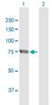 Epithelial Splicing Regulatory Protein 1 antibody, H00054845-B01P, Novus Biologicals, Western Blot image 