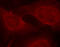 BCL2 Like 11 antibody, LS-C335957, Lifespan Biosciences, Immunofluorescence image 