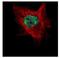 Target Of EGR1, Exonuclease antibody, NBP2-20678, Novus Biologicals, Immunofluorescence image 