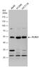 Pleiotropic Regulator 1 antibody, GTX117815, GeneTex, Western Blot image 