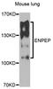 Glutamyl Aminopeptidase antibody, abx006402, Abbexa, Western Blot image 