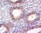 Pleckstrin Homology Domain Containing A7 antibody, orb158171, Biorbyt, Immunohistochemistry paraffin image 