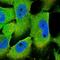 NFKB Inhibitor Alpha antibody, NBP1-87761, Novus Biologicals, Immunocytochemistry image 