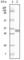 TGF beta antibody, abx011604, Abbexa, Western Blot image 