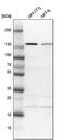 PDS5 Cohesin Associated Factor A antibody, PA5-57756, Invitrogen Antibodies, Western Blot image 
