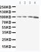 AB1IP antibody, LS-C313493, Lifespan Biosciences, Western Blot image 