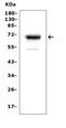 Mesothelin antibody, PB9287, Boster Biological Technology, Western Blot image 