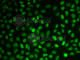 Non-POU Domain Containing Octamer Binding antibody, A5282, ABclonal Technology, Immunofluorescence image 