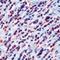 Cadherin pan antibody, NB100-1907, Novus Biologicals, Immunohistochemistry frozen image 