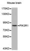 Phosphoinositide-3-Kinase Regulatory Subunit 1 antibody, abx000536, Abbexa, Western Blot image 