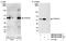 Cleavage And Polyadenylation Specific Factor 7 antibody, NB100-61599, Novus Biologicals, Western Blot image 