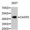 Caspase 2 antibody, abx125303, Abbexa, Western Blot image 
