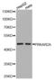 Protein Kinase CAMP-Dependent Type II Regulatory Subunit Alpha antibody, abx001289, Abbexa, Western Blot image 