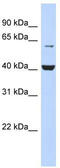 Phosphatidylinositol Glycan Anchor Biosynthesis Class K antibody, TA345922, Origene, Western Blot image 