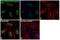 Nuclear Receptor Subfamily 3 Group C Member 1 antibody, MA1-81793, Invitrogen Antibodies, Immunofluorescence image 