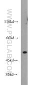 Checkpoint Kinase 1 antibody, 10362-1-AP, Proteintech Group, Western Blot image 