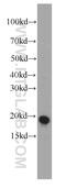 Stathmin 1 antibody, 66090-1-Ig, Proteintech Group, Western Blot image 