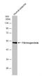 Fibrinogen Alpha Chain antibody, NBP1-33582, Novus Biologicals, Western Blot image 