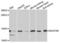 NADH:Ubiquinone Oxidoreductase Subunit A6 antibody, PA5-76442, Invitrogen Antibodies, Western Blot image 