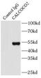 Calcium Binding And Coiled-Coil Domain 2 antibody, FNab01196, FineTest, Immunoprecipitation image 