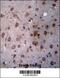 Transmembrane P24 Trafficking Protein 2 antibody, 56-877, ProSci, Immunohistochemistry frozen image 