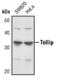 Toll Interacting Protein antibody, PA5-17384, Invitrogen Antibodies, Western Blot image 