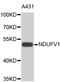 NADH:Ubiquinone Oxidoreductase Core Subunit V1 antibody, abx002919, Abbexa, Western Blot image 