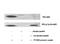 Fibroblast Growth Factor Receptor Substrate 2 antibody, A02798Y436, Boster Biological Technology, Western Blot image 