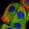 Small ArfGAP 1 antibody, HPA030574, Atlas Antibodies, Immunofluorescence image 