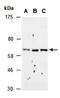 REL Proto-Oncogene, NF-KB Subunit antibody, orb67271, Biorbyt, Western Blot image 