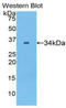 Serpin Family A Member 7 antibody, LS-C299691, Lifespan Biosciences, Western Blot image 