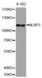 NLR Family Pyrin Domain Containing 3 antibody, abx004322, Abbexa, Western Blot image 