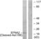 ELF-1 antibody, GTX86940, GeneTex, Western Blot image 