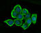 Glutathione Synthetase antibody, A00928-1, Boster Biological Technology, Immunocytochemistry image 