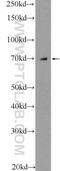Selenoprotein N antibody, 55333-1-AP, Proteintech Group, Western Blot image 