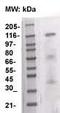 KIT antibody, TA354575, Origene, Western Blot image 