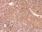 RIT1 antibody, GTX117329, GeneTex, Immunohistochemistry paraffin image 